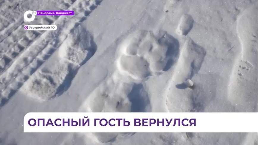 В ближайшее время будет принято решение по конфликтному тигру в Уссурийском округе