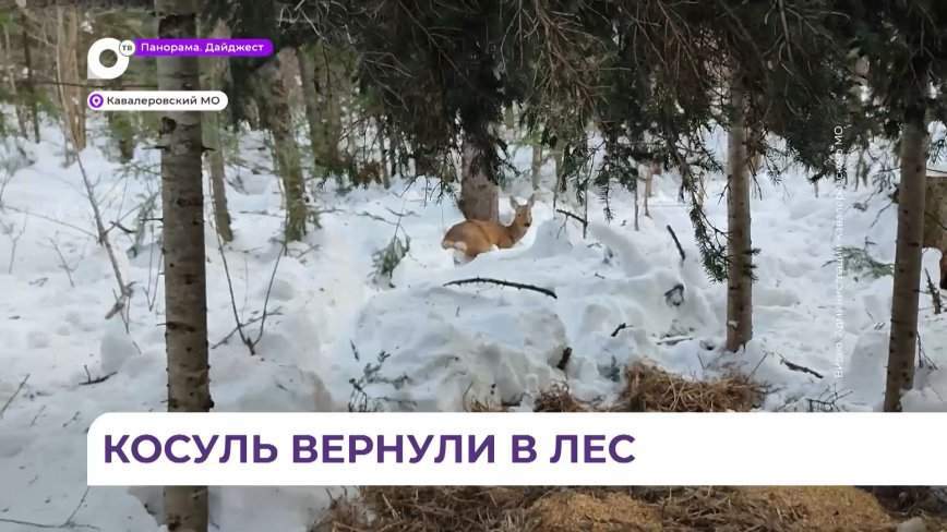 Сотрудники госохотнадзора вывезли и выпустили в лес двух сибирских косуль