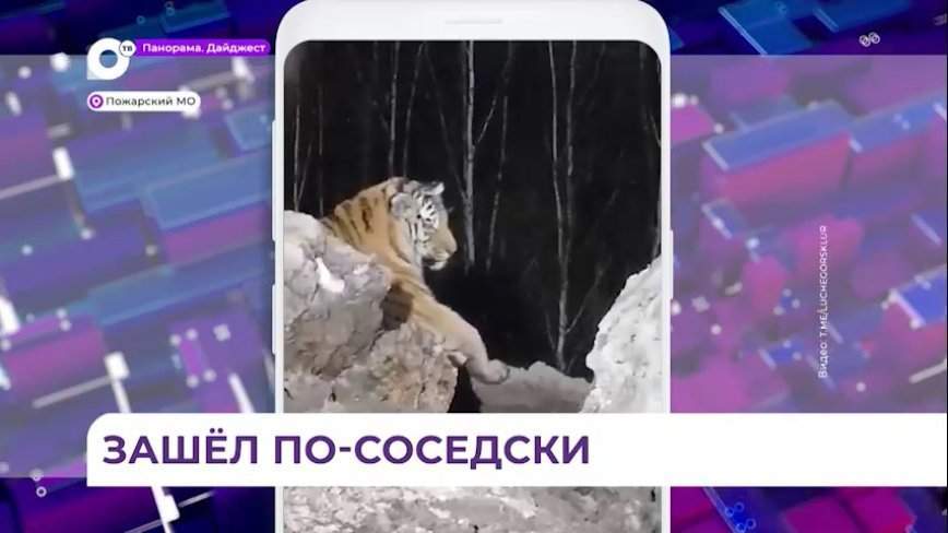 Амурского тигра заметили в Пожарском районе Приморья