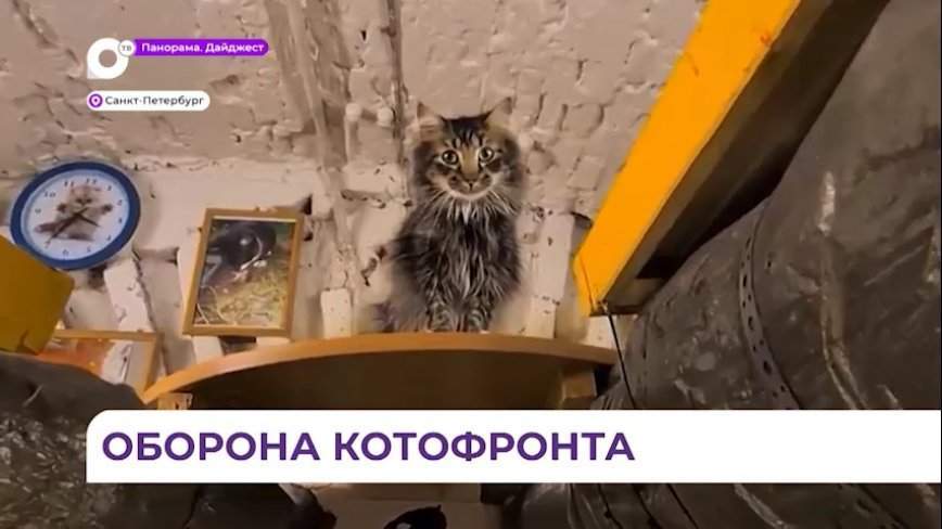 Международный день котов отмечают и в Приморье