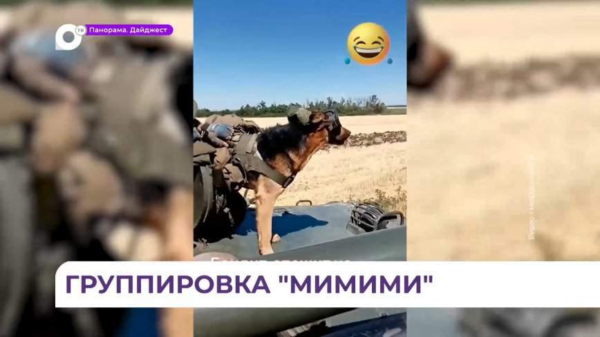 Группировка «мимими»: самые преданные боевые товарищи участников спецоперации в репортаже ОТВ