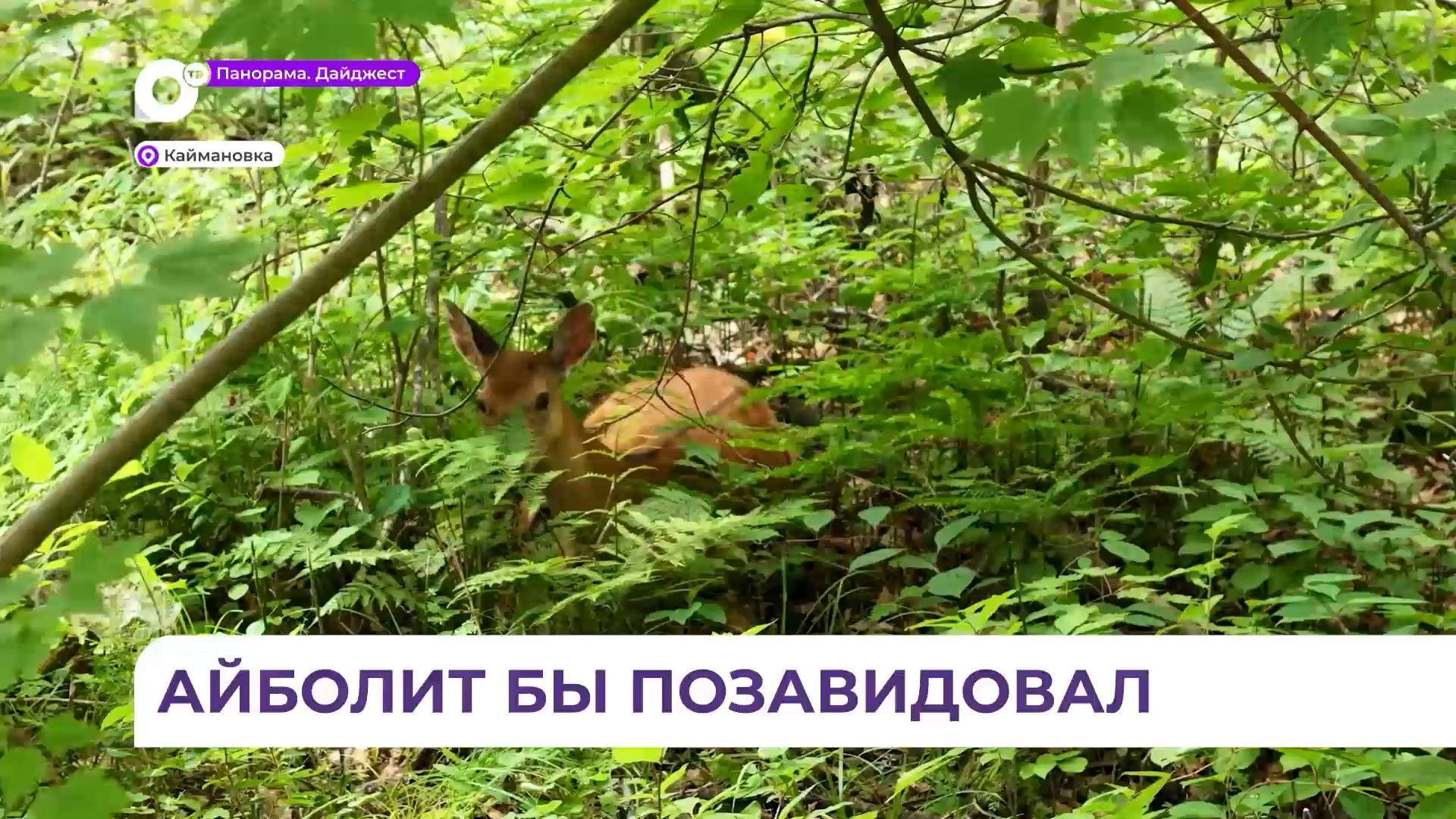 Уникальный реабилитационный центр для диких животных появился в Уссурийском заповеднике