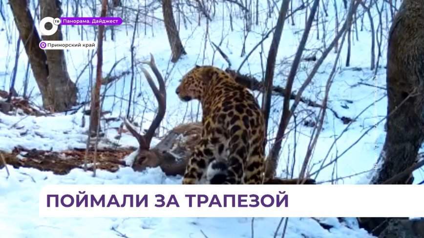 Дальневосточный леопард папы римского попал в кадр видеокамеры