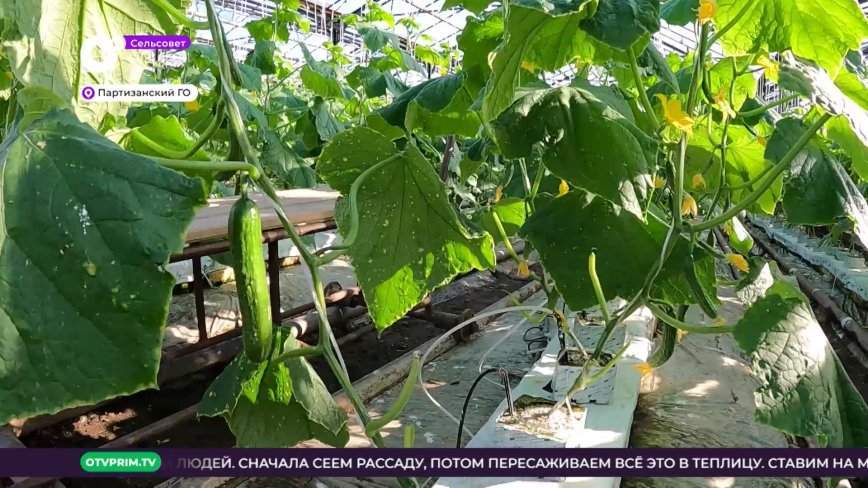Сельсовет / Тёплые огурцы / 21.01.23
