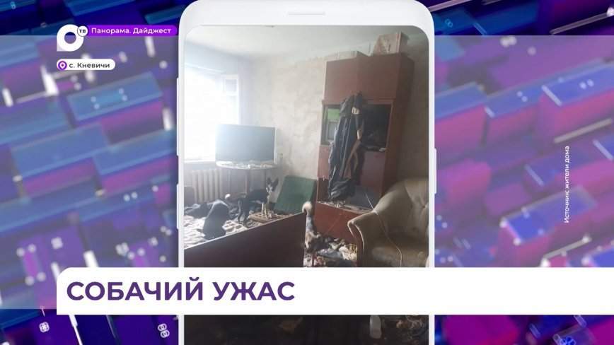 Свору изможденных собак выпустили на волю жильцы многоквартирного дома в Артёме