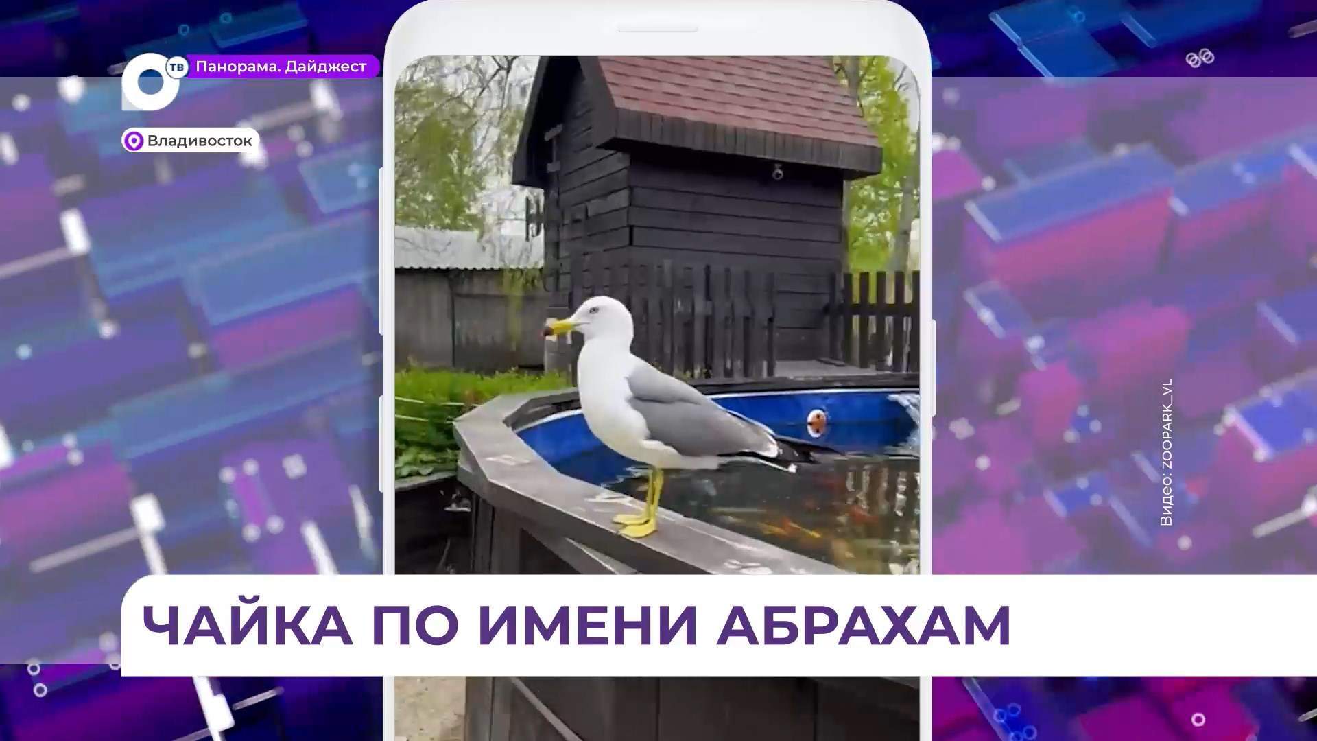 Чайка вернулась к своим спасителям во Владивостоке