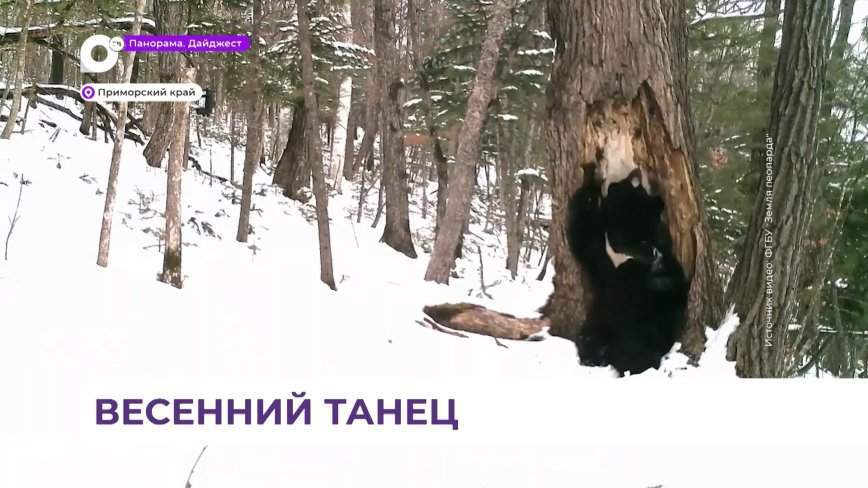 Таёжный танцор попал в фотоловушку в приморском национальном парке «Земля леопарда»