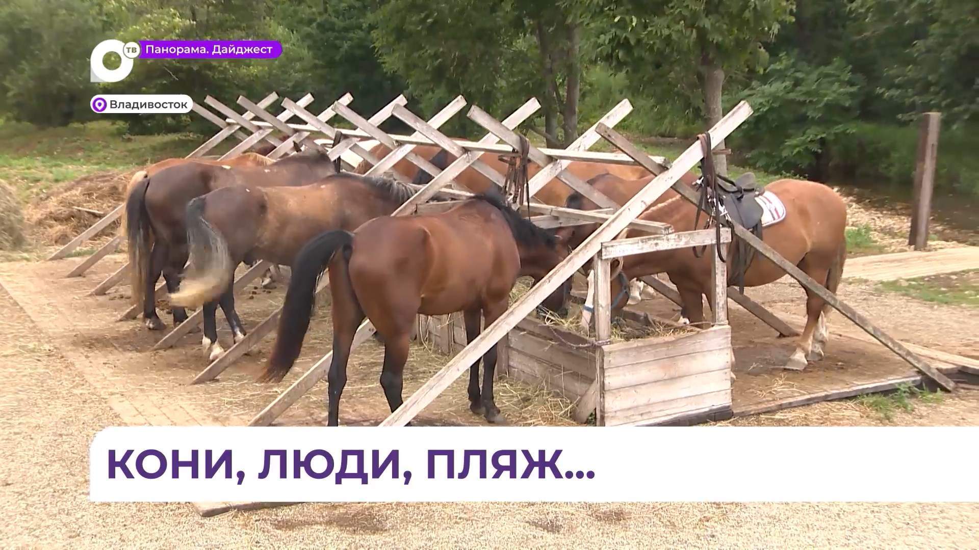 Лошадиные отходы и мусор делают бухту Щитовую непрезентабельной для отдыха