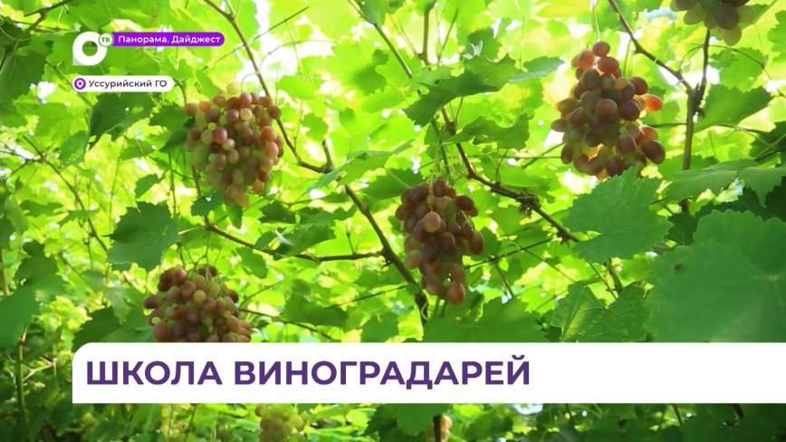 В Приморье открыли школу начинающих виноградарей