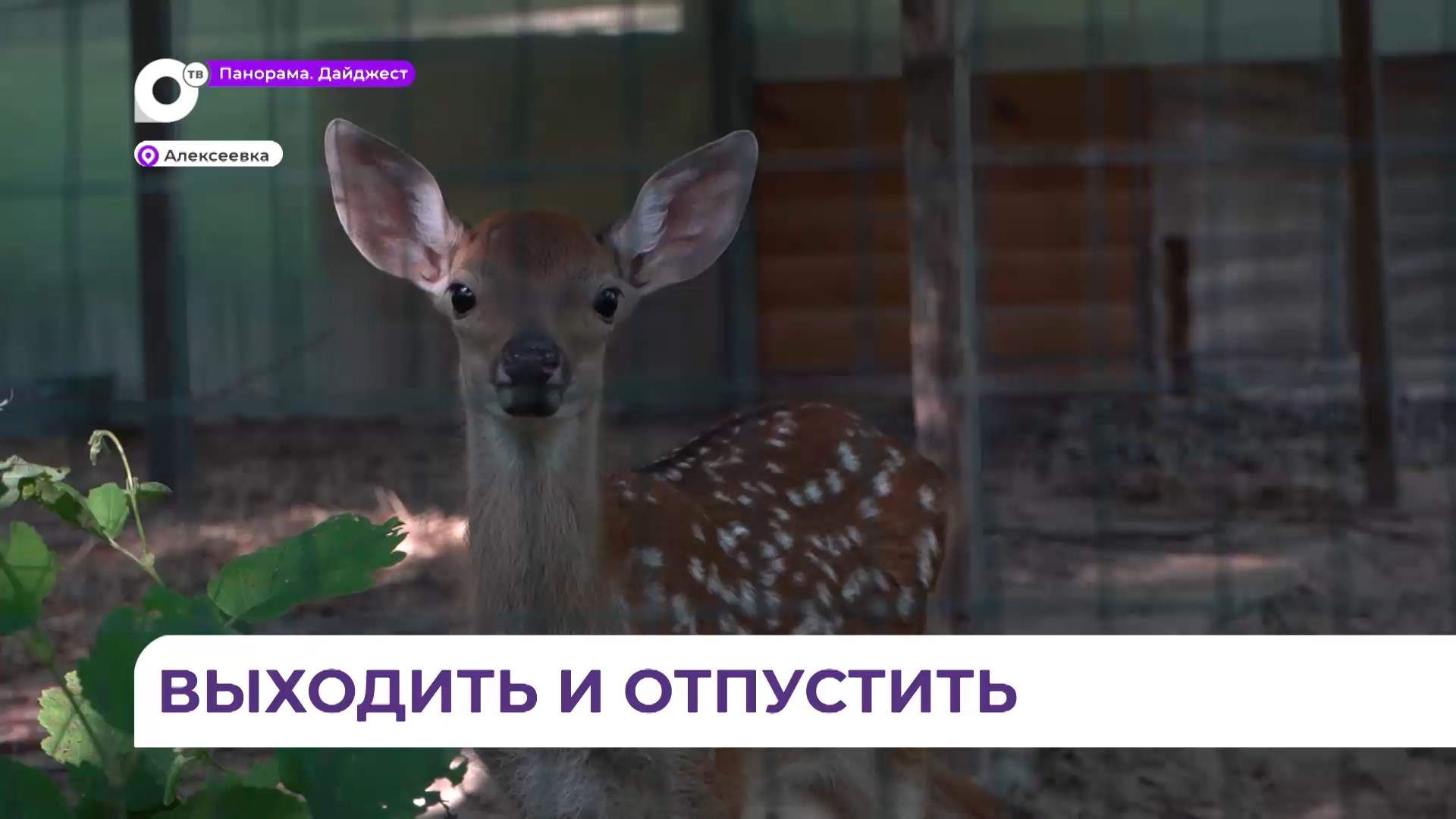 Животных из центра «Тигр» выпустят в естественную среду обитания здоровыми и окрепшими