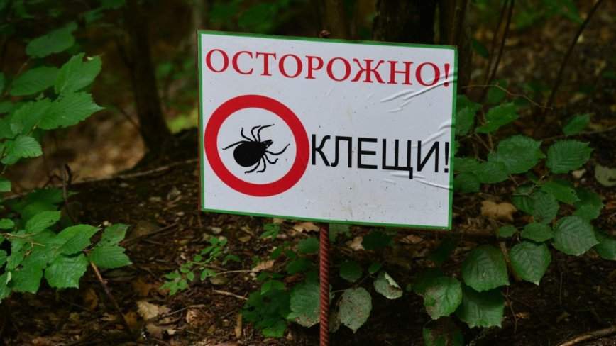 Новые опасные виды клещей обнаружили российские учёные