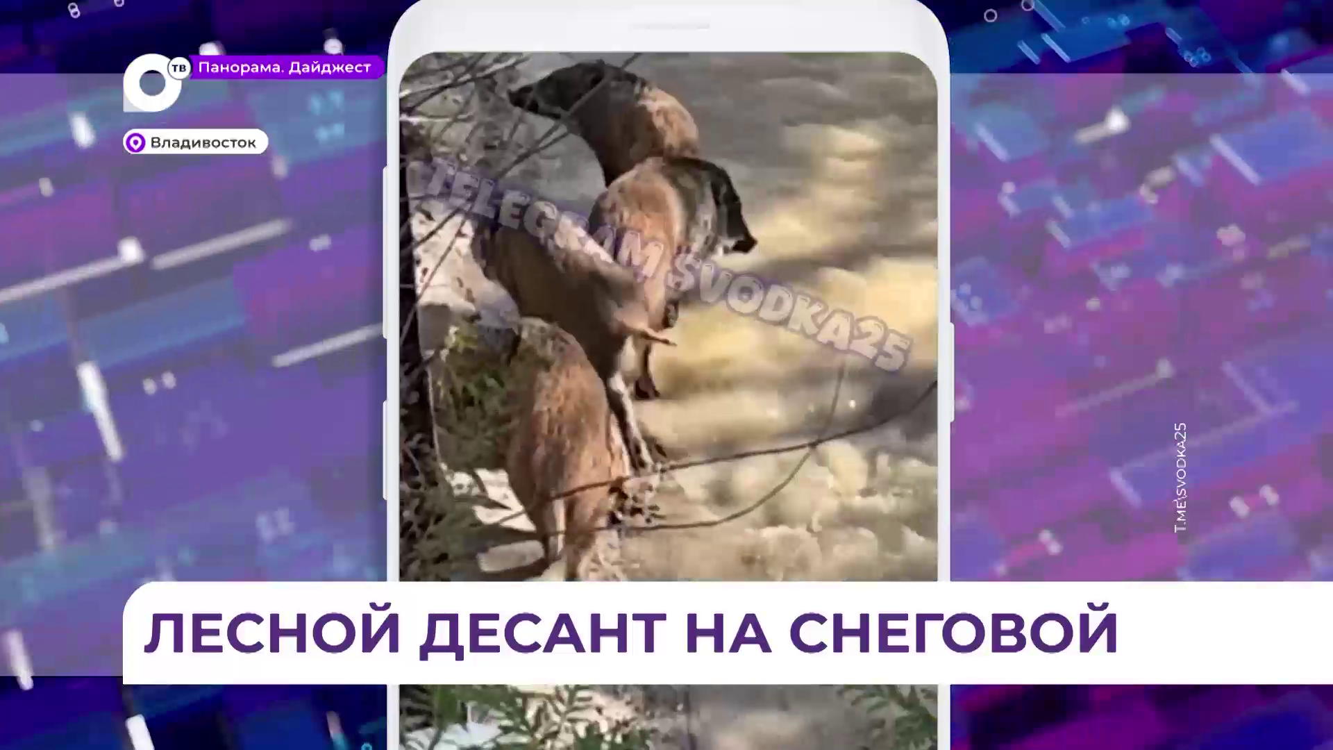 Во Владивостоке на Снеговой было замечено целое семейство диких кабанов