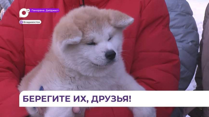 Верных четвероногих друзей вручили трём приморским семьям