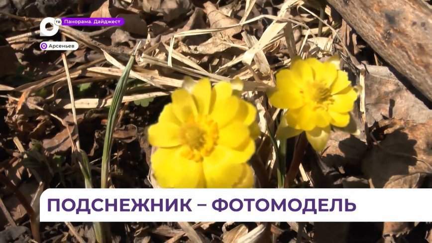 В Приморье первые цветы радуют глаз