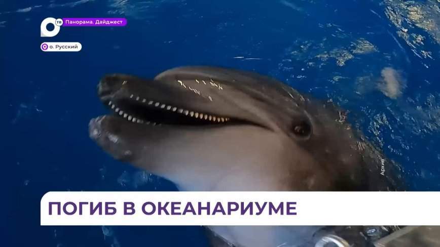 В Приморском океанариуме умер 8-месячный дельфинёнок