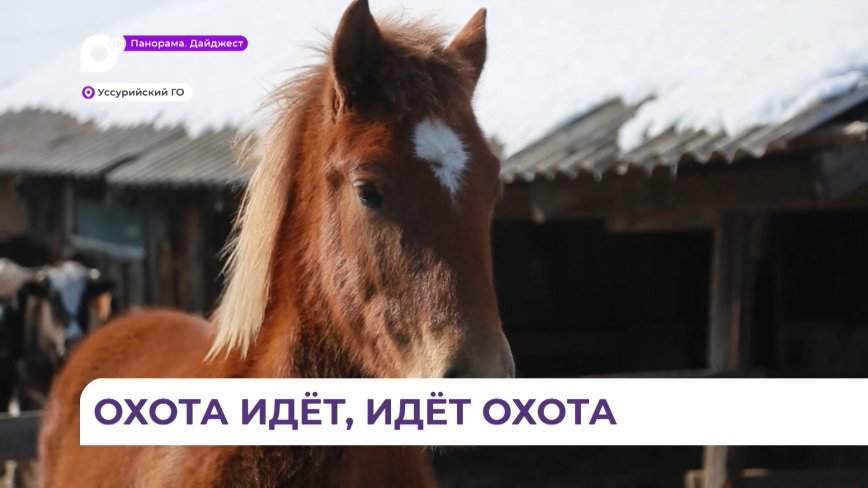Теперь и в Корсаковке: полосатый хищник снова напал на лошадь в Уссурийском округе