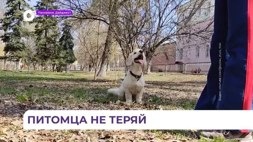 В электричках усилили контроль за потерявшимися животными