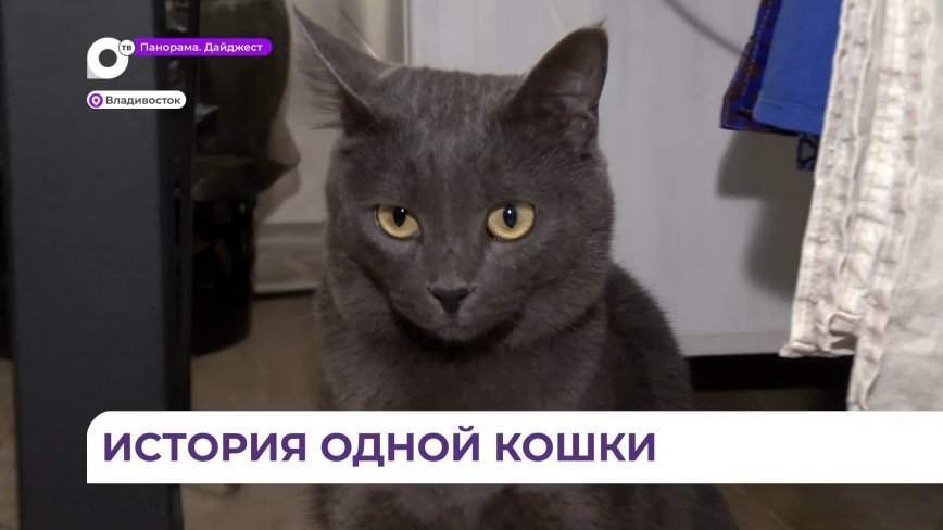История одной кошки: как Лиза меняла хозяев