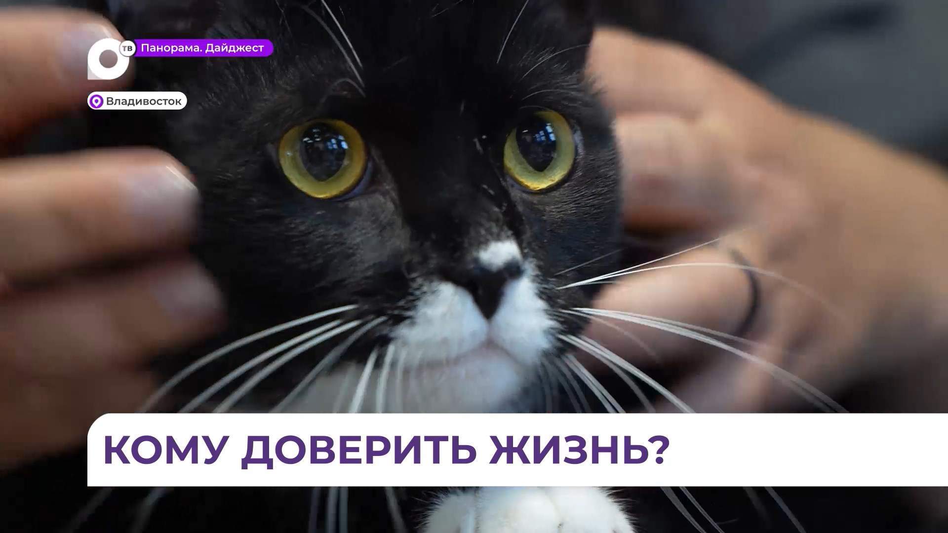 Места передержки животных найти во Владивостоке не так сложно – доверять можно не всем