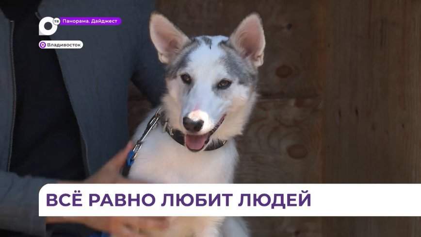 Брошенная хозяевами собака Марта ждет в приюте новую любящую семью