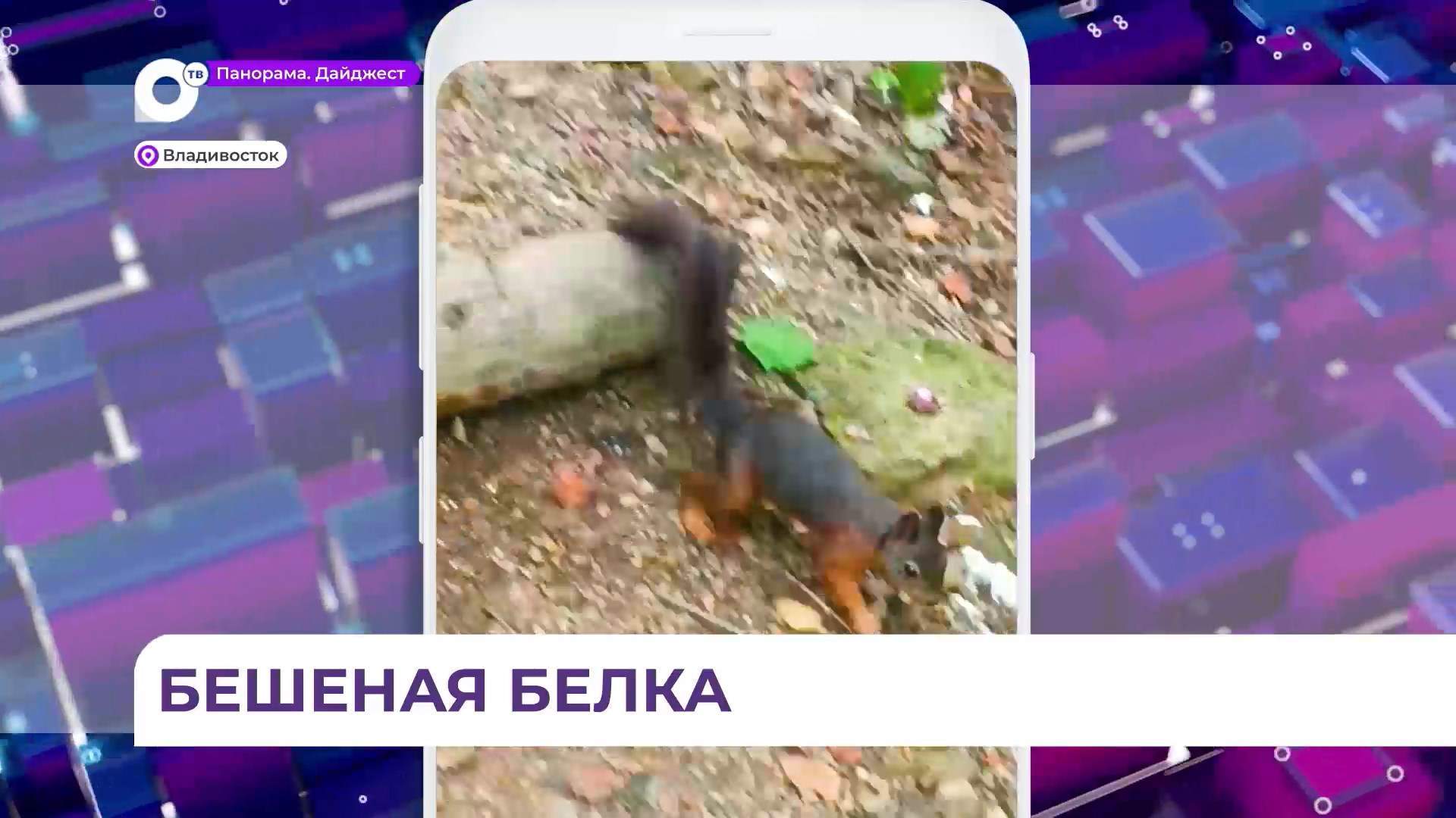 В Приморье низкий риск распространения бешенства, но если укусила белка – к врачу