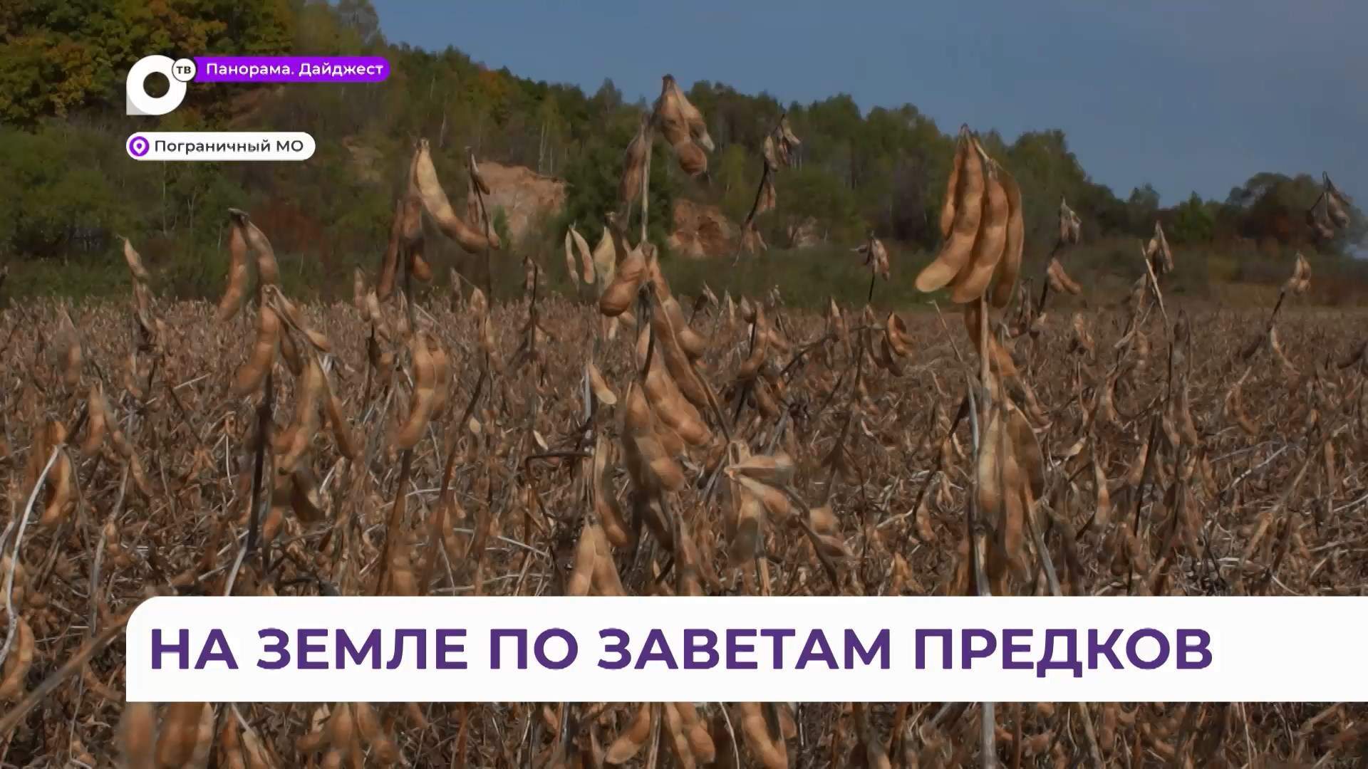 Богатый урожай сои в Приморье собирает семья староверов Калугиных, вернувшихся из Бразилии