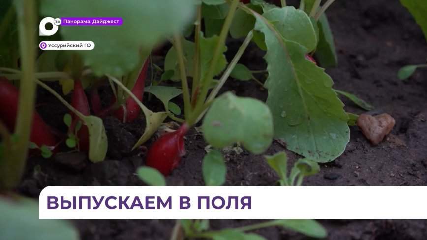 В Приморье агроклассы завершили посадку семян