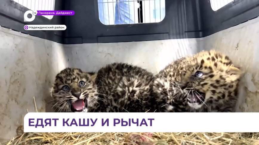 Специалисты рассказали о спасенных в Приморье леопардах