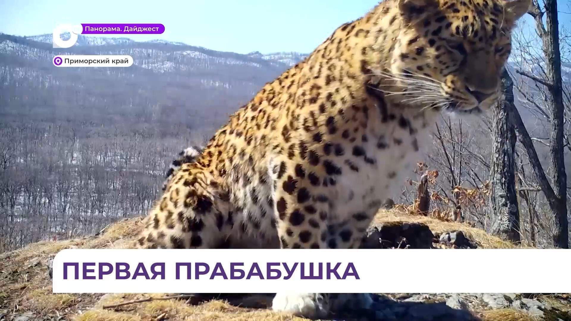 В Приморье появилась первая самка леопарда в статусе прабабушки