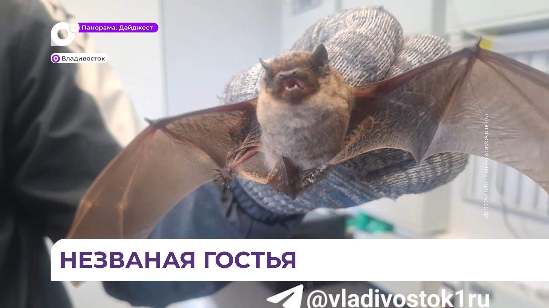 Незваная гостья поселилась на балконе одного из домов во Владивостоке