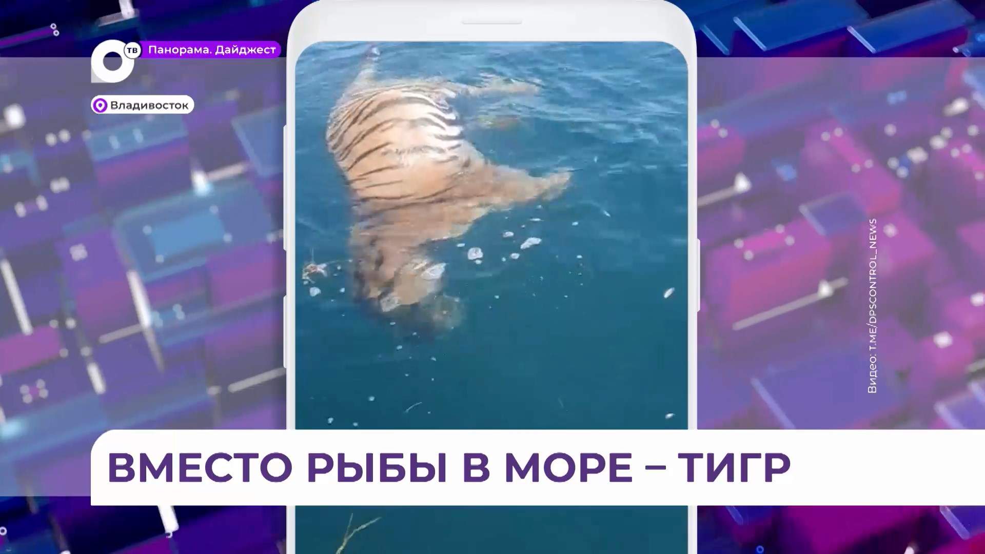 Охотнадзор и прокуратура Приморья выясняют причину гибели тигра в акватории Владивостока