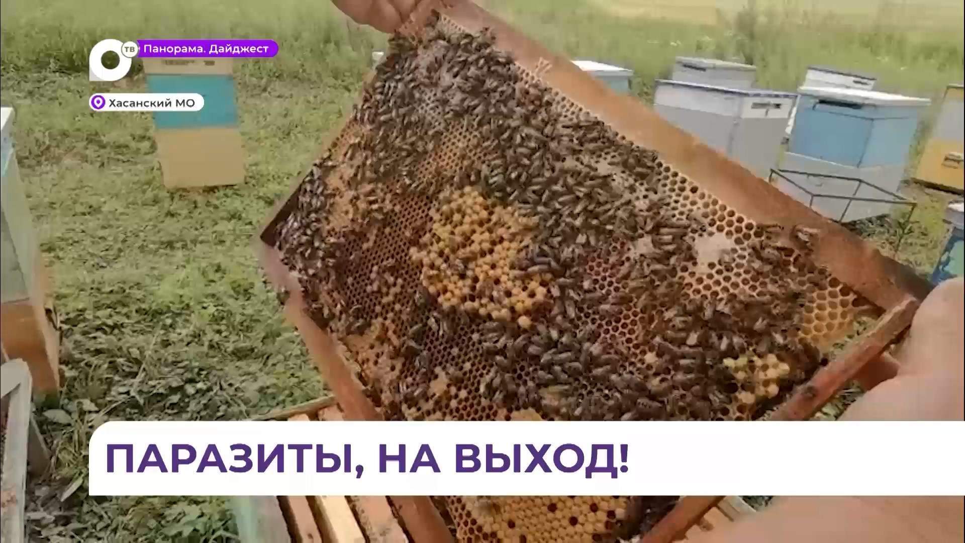 Приморские пчеловоды имеют большой опыт борьбы с пчелиным клещом