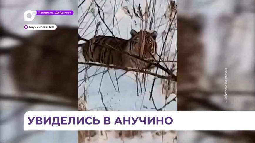 В Анучинском округе полосатого хищника заметили возле дороги