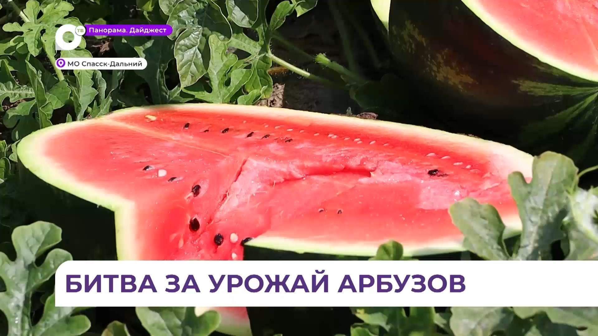 Фермеры Спасского округа приступили к уборке бахчевых культур