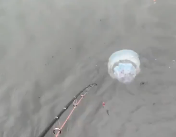 Настоящих морских гигантов сняли рыбаки на видео во Владивостоке
