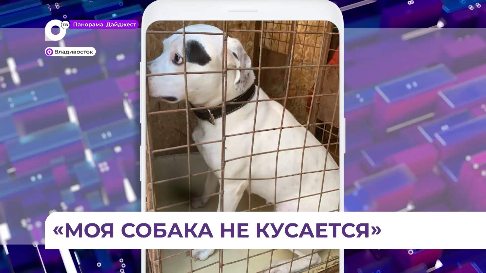  Нападавшую на людей и домашних животных собаку изъяли у жителя Владивостока