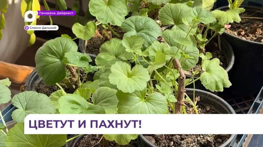 Подготовка к озеленению города началась в Спасске-Дальнем