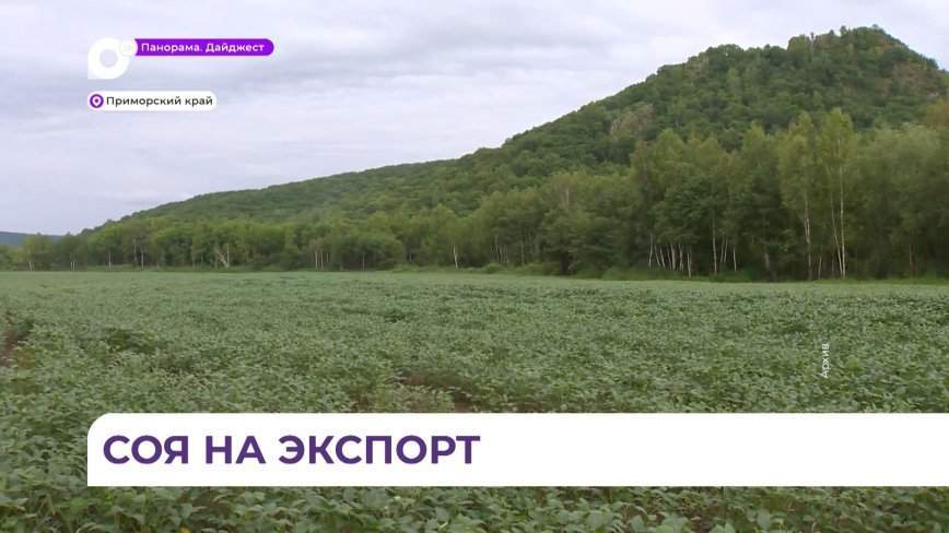240 тысяч гектаров сои посеяли приморские сельхозпроизводители