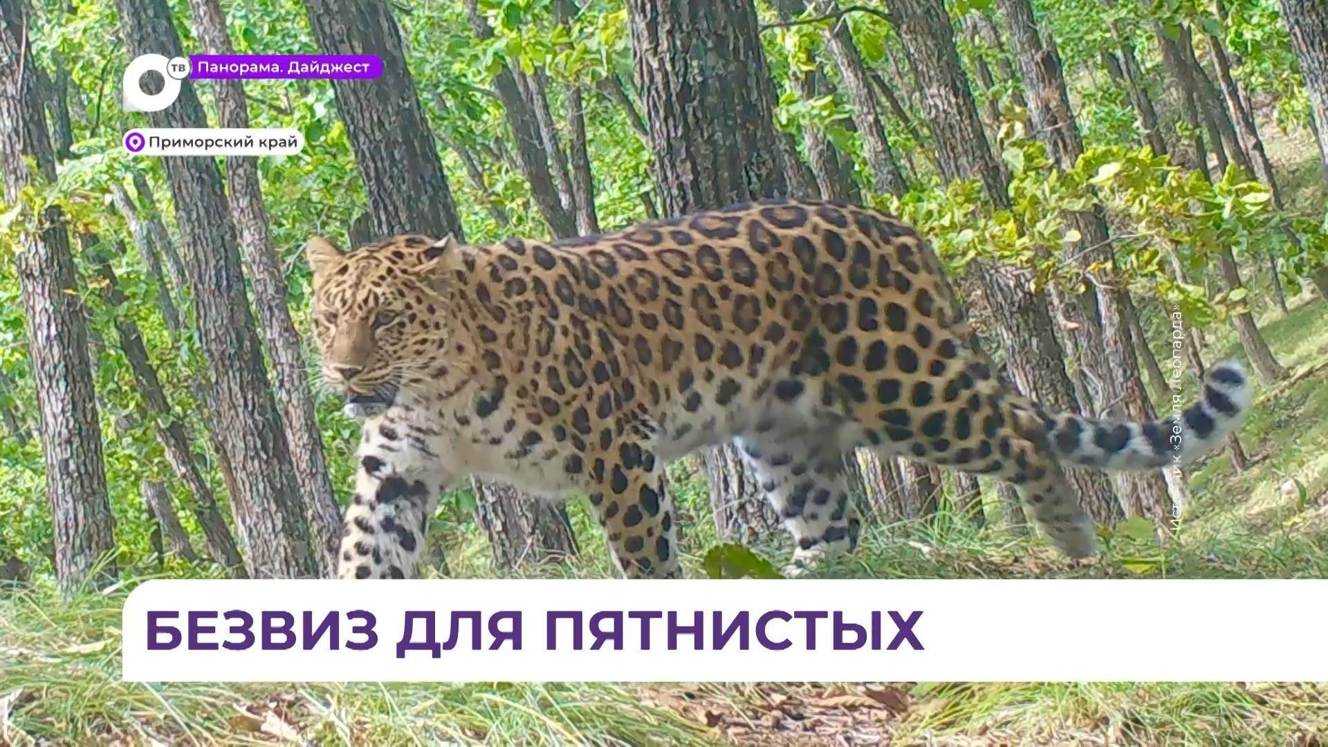 Численность мировой популяции дальневосточного леопарда впервые озвучили во Владивостоке