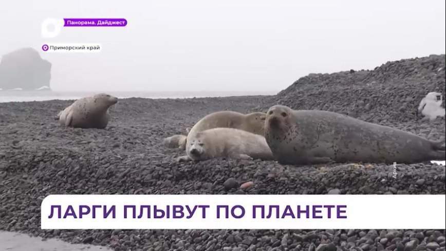 Тихоокеанские ларги начали поиски новых родильных домов