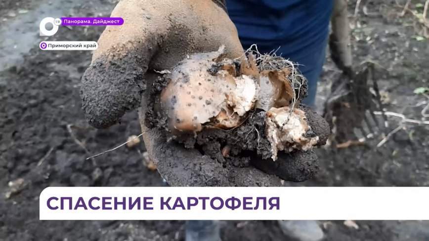 Приморцы массово спасают урожай