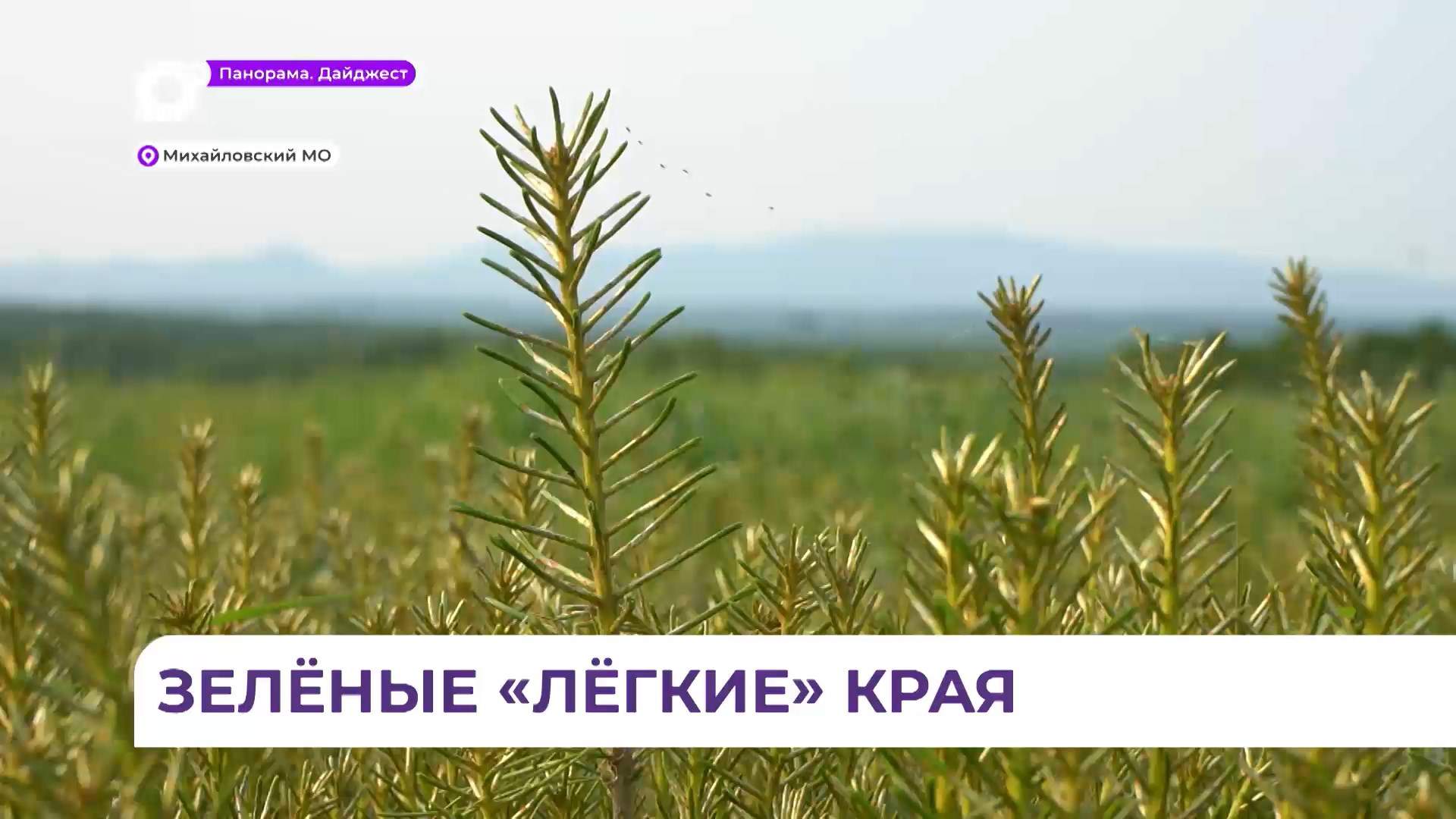 В Приморье идёт большая работа для будущего лесовосстановления и озеленения края 