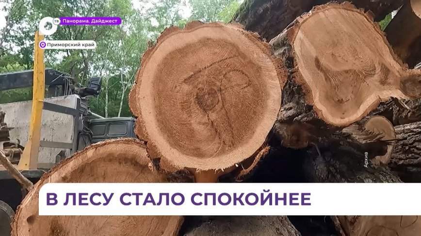 Специалисты лесной отрасли усиленно борются с незаконными рубками леса в Приморье