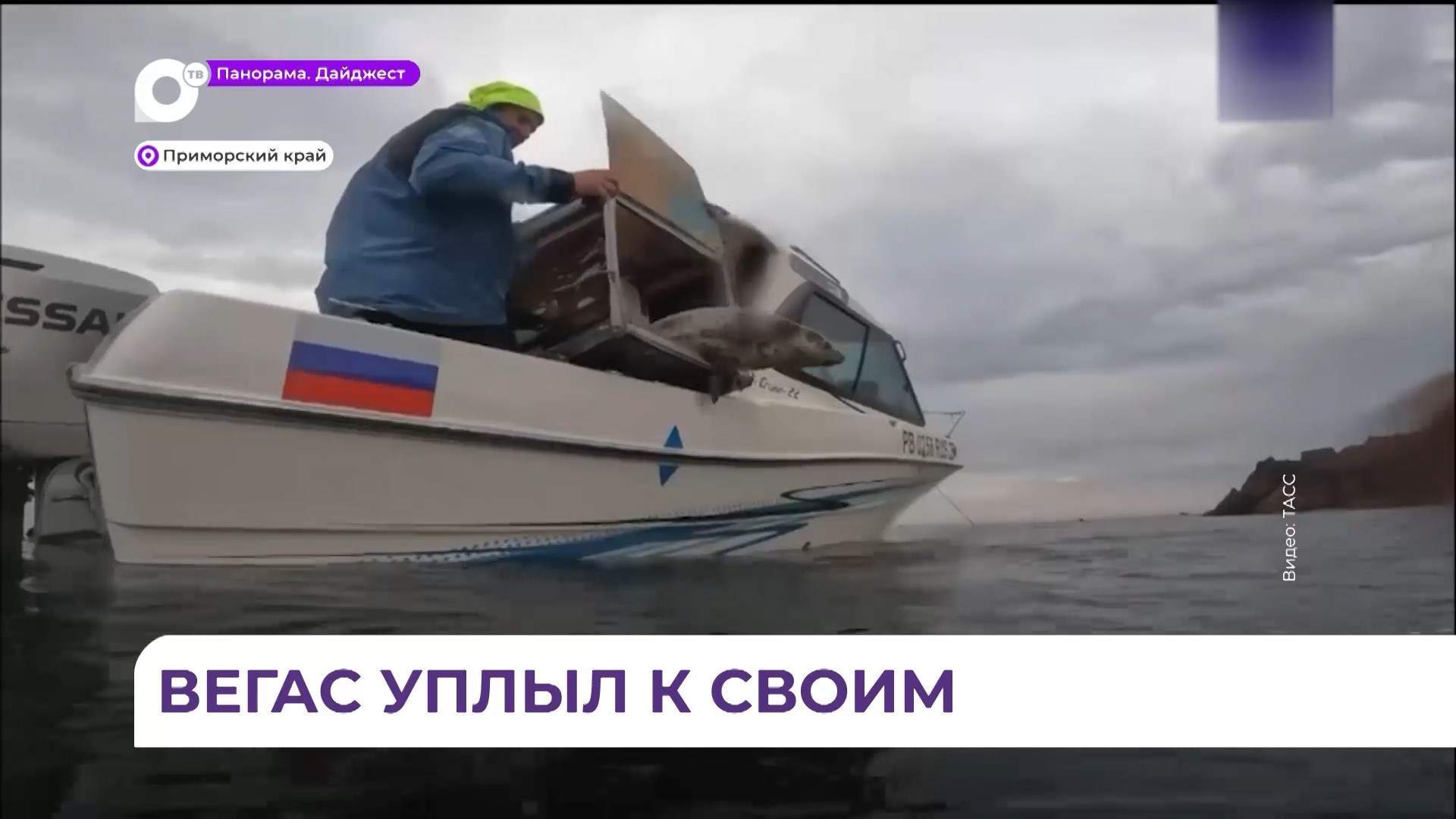 Молодого тюленя спасли в Приморском крае