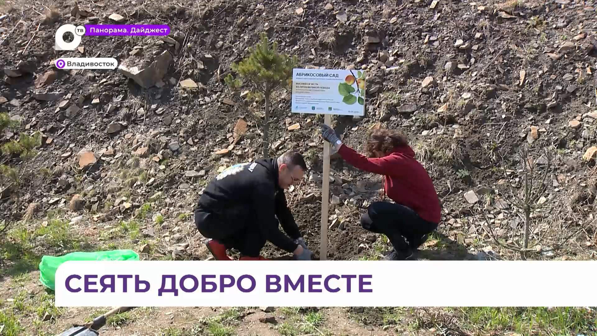 Абрикосовый сад Памяти высадили рядом с озером на Сафонова во Владивостоке 