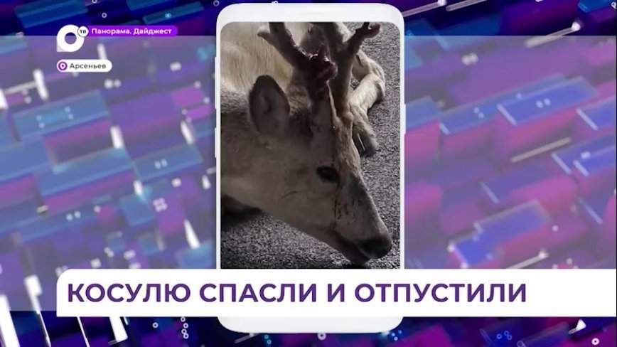 В Арсеньеве раненую косулю уже выпустили на волю