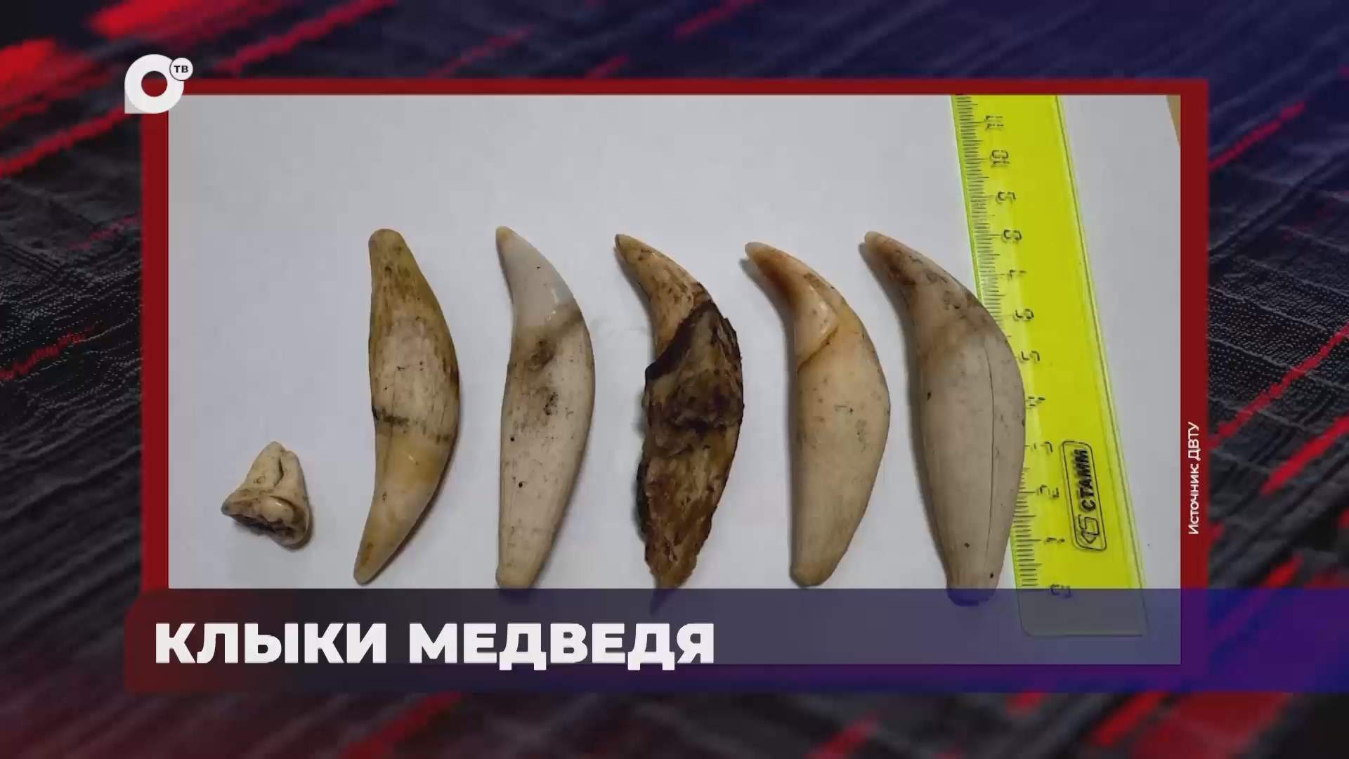 В порядке! / КЛЫКИ МЕДВЕДЯ / РОСТ ПАССАЖИРОПОТОКА / ИНТЕРНЕТ-ПОСЫЛКИ / 11.07.25