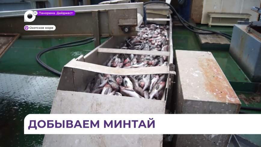 135 тысяч тонн минтая добыли приморские рыбаки с начала года