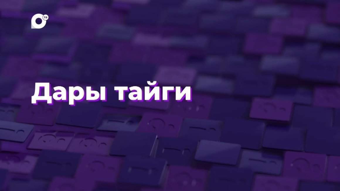 Два вопроса / Дары тайги / 23.08.24