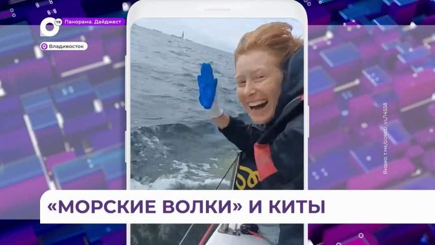 Белухи сопроводили яхты на гонке в Амурском заливе